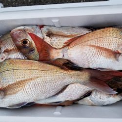 オーフリー 釣果