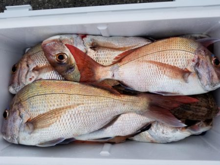 オーフリー 釣果