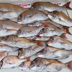 松本釣船2 釣果