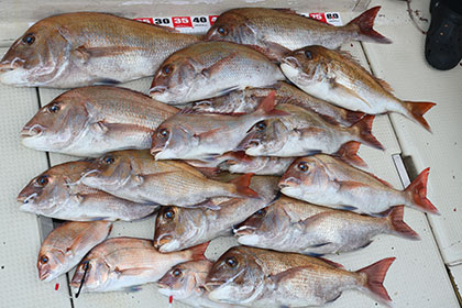 松本釣船2 釣果