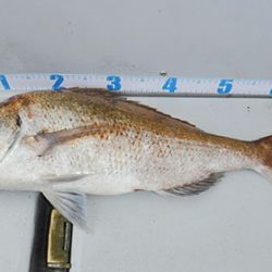 松本釣船2 釣果