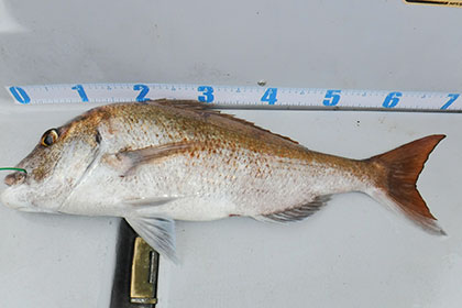 松本釣船2 釣果