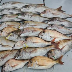 松本釣船2 釣果