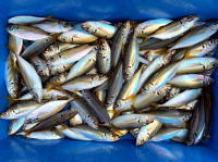 オーシャンマスター 釣果