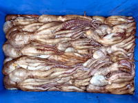 オーシャンマスター 釣果