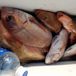 オーフリー 釣果