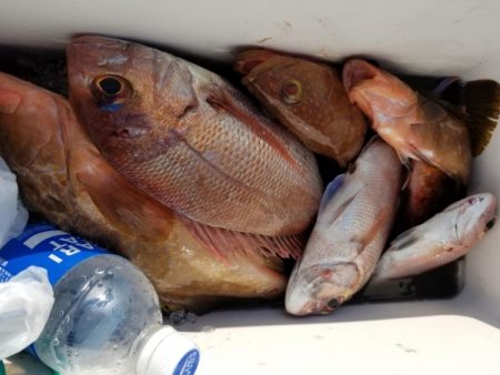 オーフリー 釣果