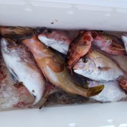 オーフリー 釣果