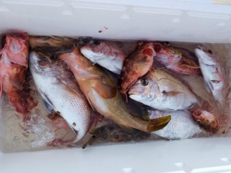 オーフリー 釣果