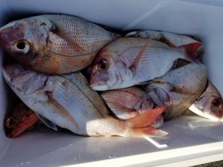 オーフリー 釣果