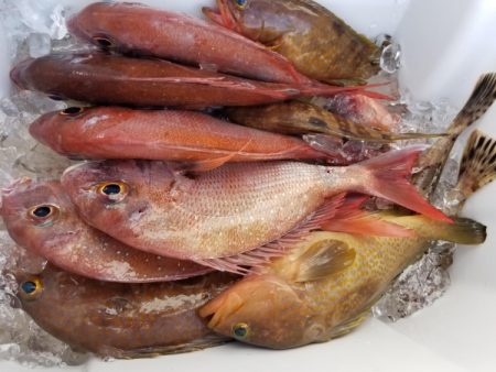 オーフリー 釣果