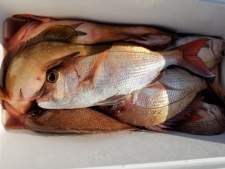 オーフリー 釣果