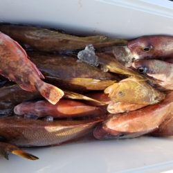 オーフリー 釣果