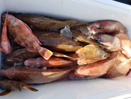 オーフリー 釣果