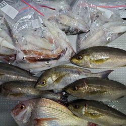 ブルーピア 釣果