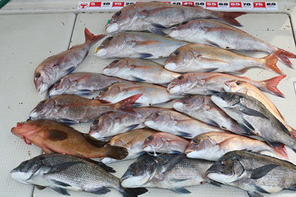 松本釣船２ 釣果