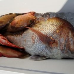 オーフリー 釣果