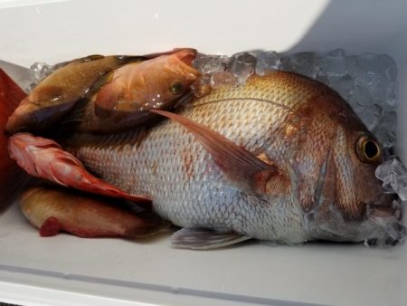 オーフリー 釣果