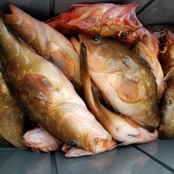 オーフリー 釣果