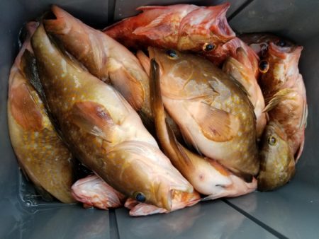 オーフリー 釣果