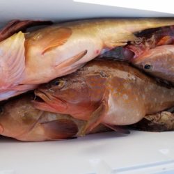 オーフリー 釣果