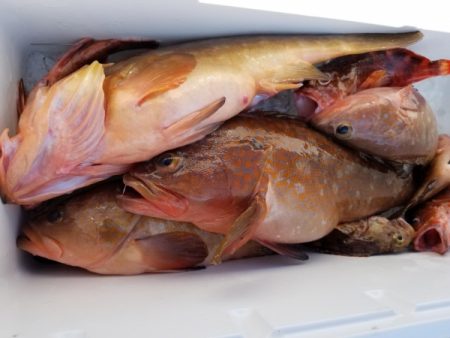 オーフリー 釣果