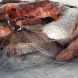 オーフリー 釣果