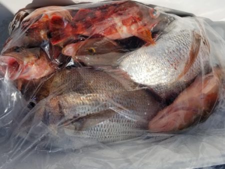 オーフリー 釣果