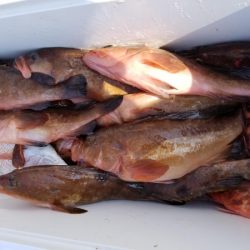 オーフリー 釣果