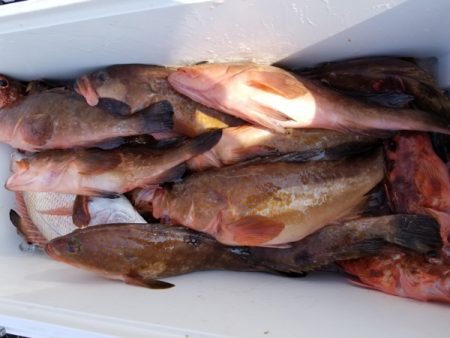 オーフリー 釣果