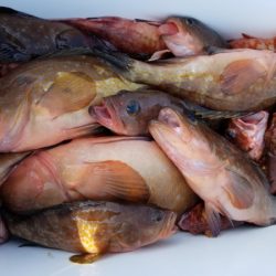 オーフリー 釣果