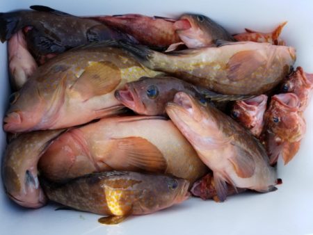 オーフリー 釣果