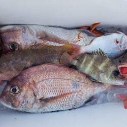 オーフリー 釣果