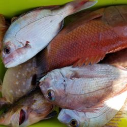 オーフリー 釣果