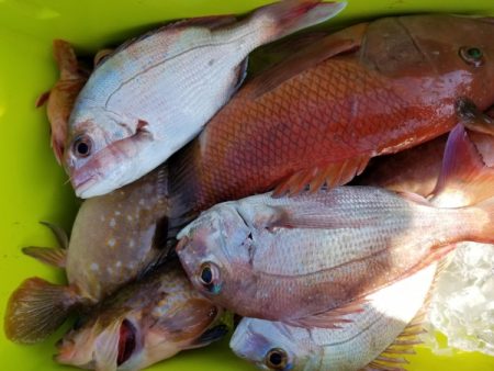 オーフリー 釣果