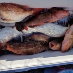 オーフリー 釣果