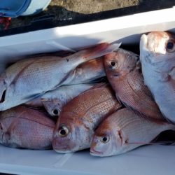 オーフリー 釣果