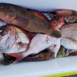 オーフリー 釣果