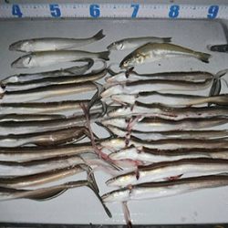 松本釣船２ 釣果