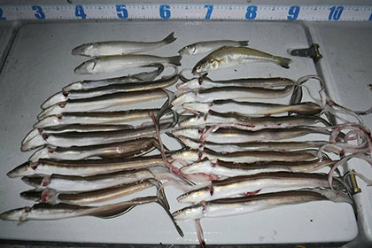 松本釣船２ 釣果