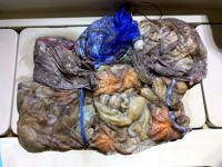 オーシャンマスター 釣果