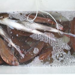 松本釣船２ 釣果