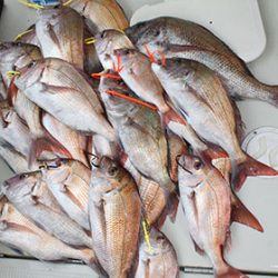 松本釣船２ 釣果