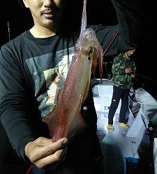 海龍丸（福岡） 釣果