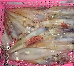 海龍丸（福岡） 釣果