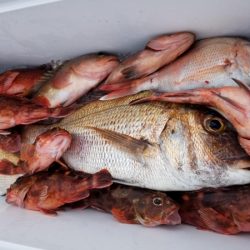 オーフリー 釣果