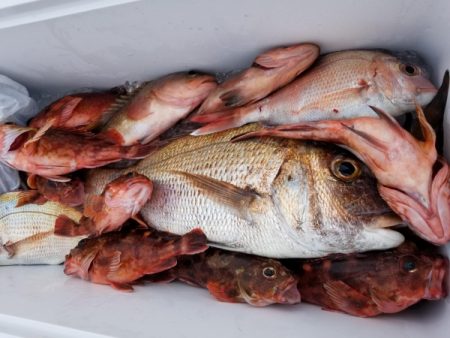 オーフリー 釣果