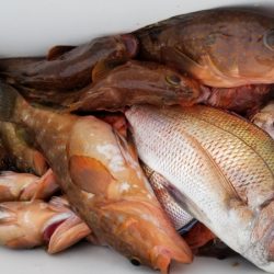 オーフリー 釣果