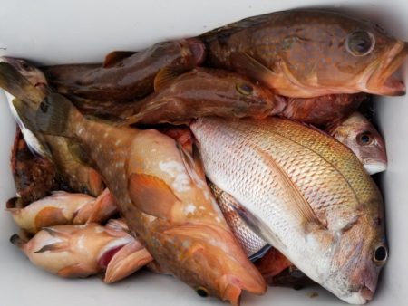 オーフリー 釣果