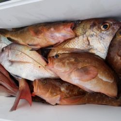 オーフリー 釣果